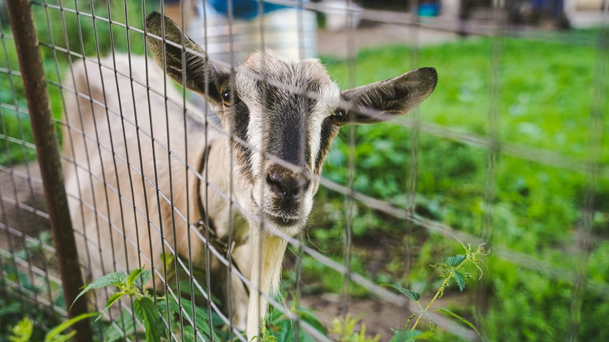a goat sticking its head through a fence