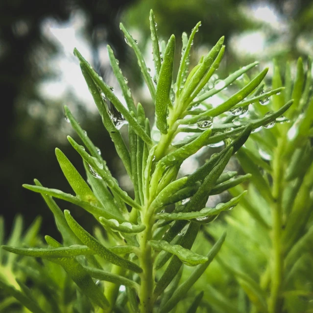 a nch in a field covered with water drops