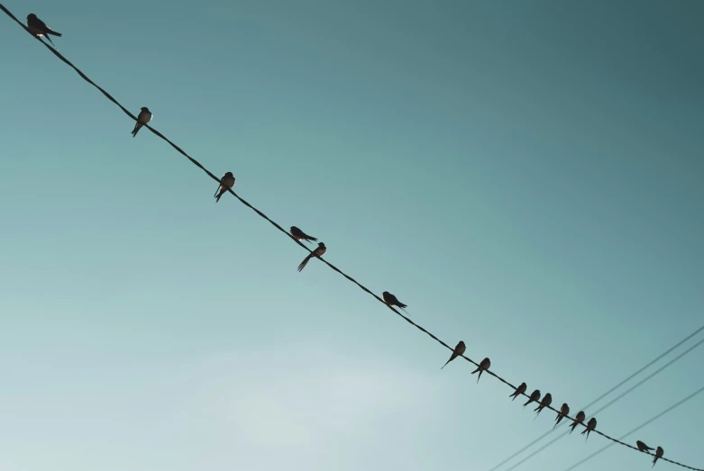 several birds are sitting on an electric wire