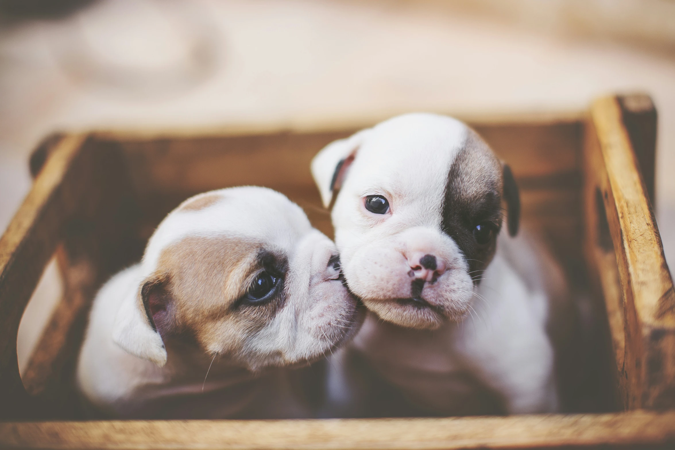 two little dogs are kissing together in a crate