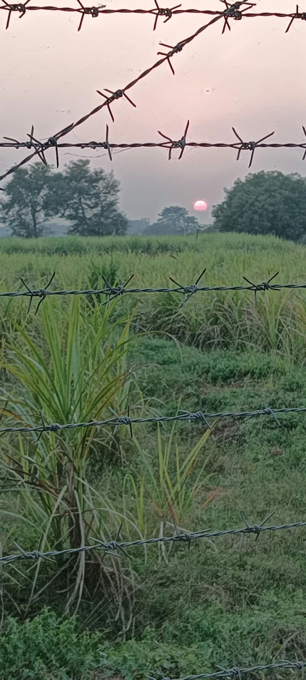 a barbed wire fence with two ze in the field