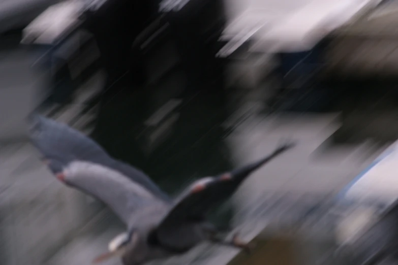 this is a blurry po of a seagull in flight