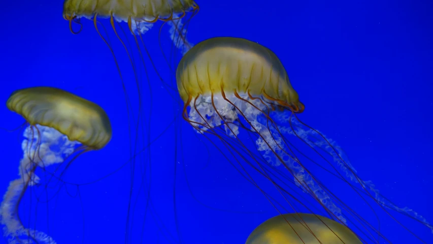 five yellow jellyfish are swimming in an aquarium