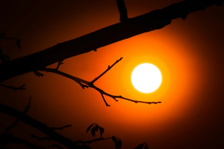 sun and tree nches with silhouettes at sunset