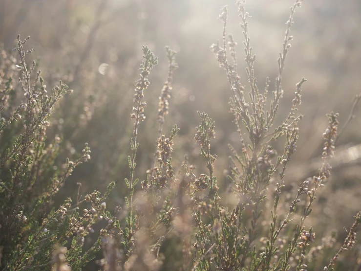 some brown plants and some light colored grass