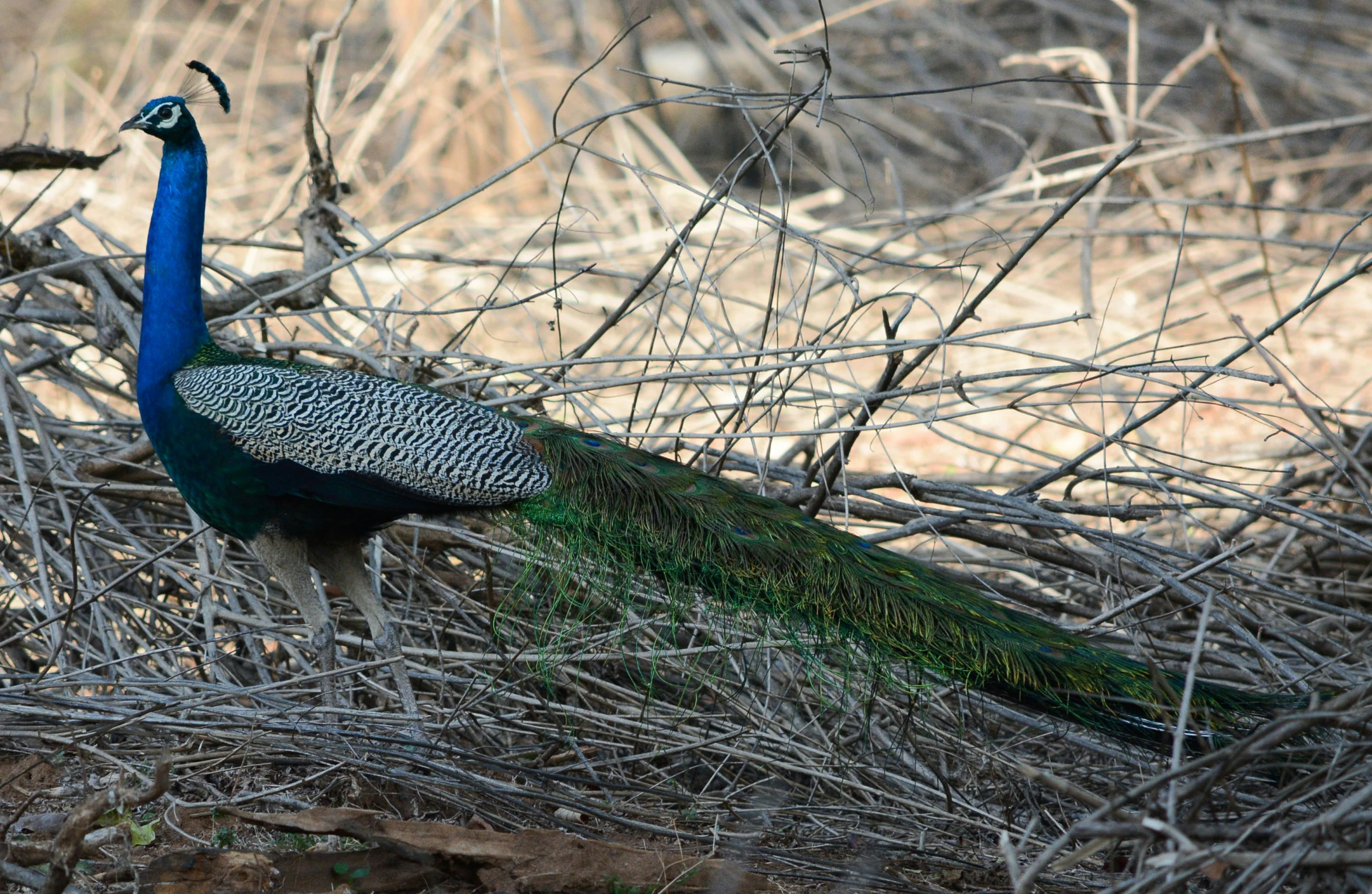 a blue peacock standing on a dry ground