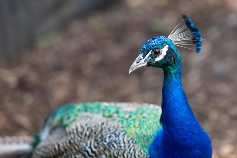 the peacock is walking outside with a nice hat