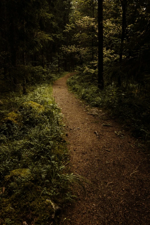 there is a picture of a dirt path in the woods