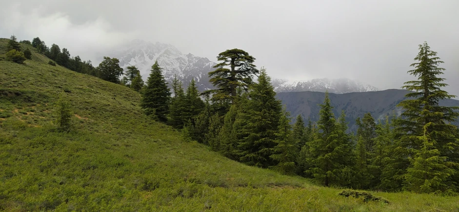 a grass covered hillside with trees on the side