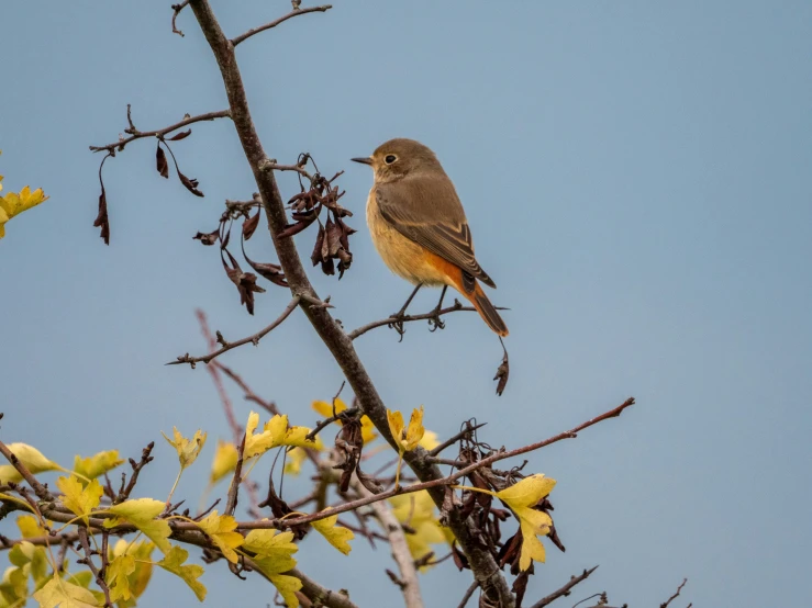 a bird sitting on the nch of a tree