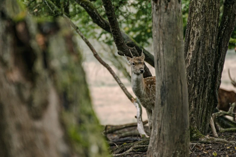 two deers stand beside a wooded area by some trees