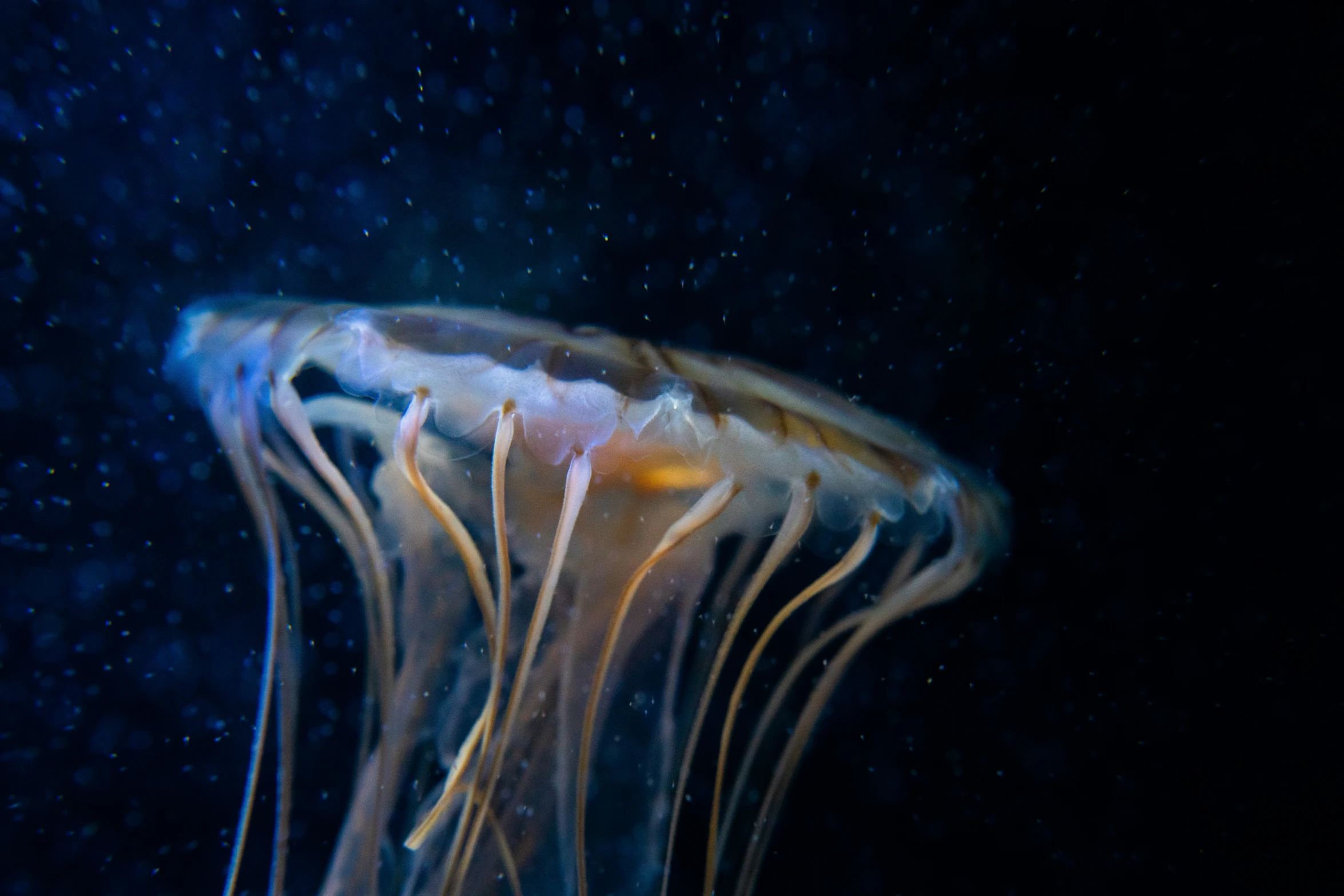 a jellyfish is floating with very deep water