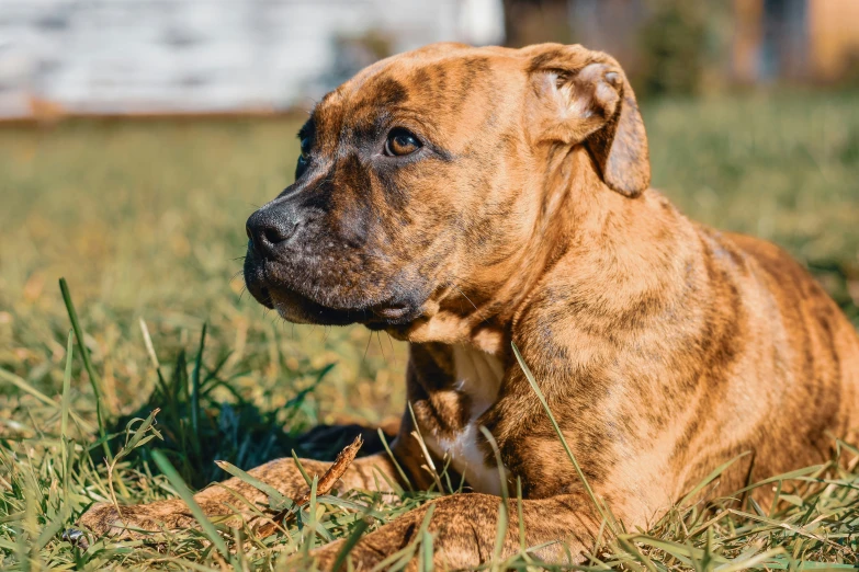 a brown dog with his eyes closed laying on the grass