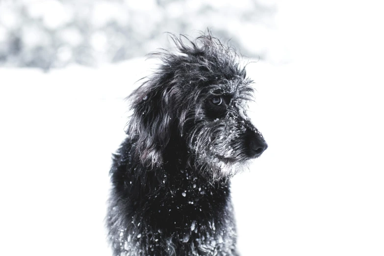 the fluffy dog is looking straight ahead while in the snow