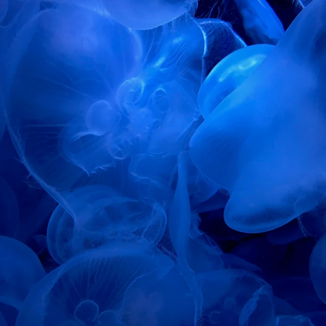 a group of blue jellyfish swim together