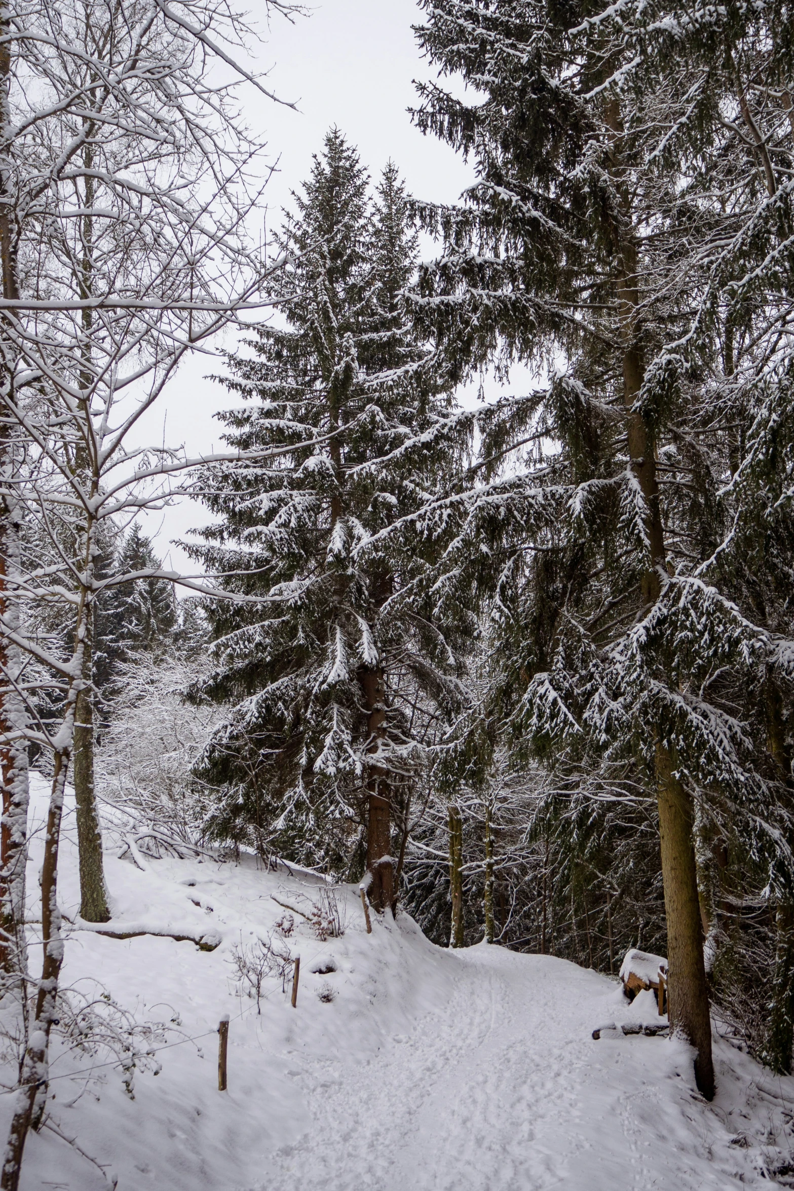 trees along side of a road on a snowy day