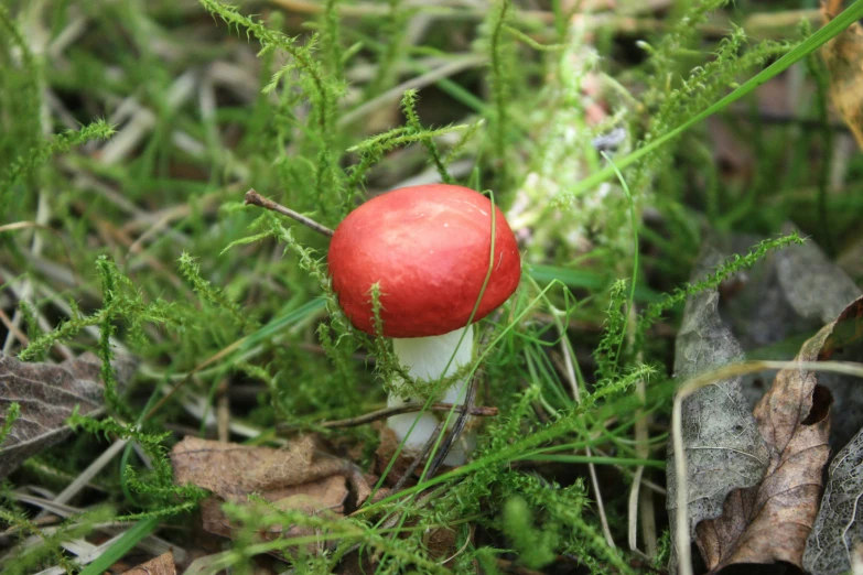 a red mushroom sitting on the ground among green plants