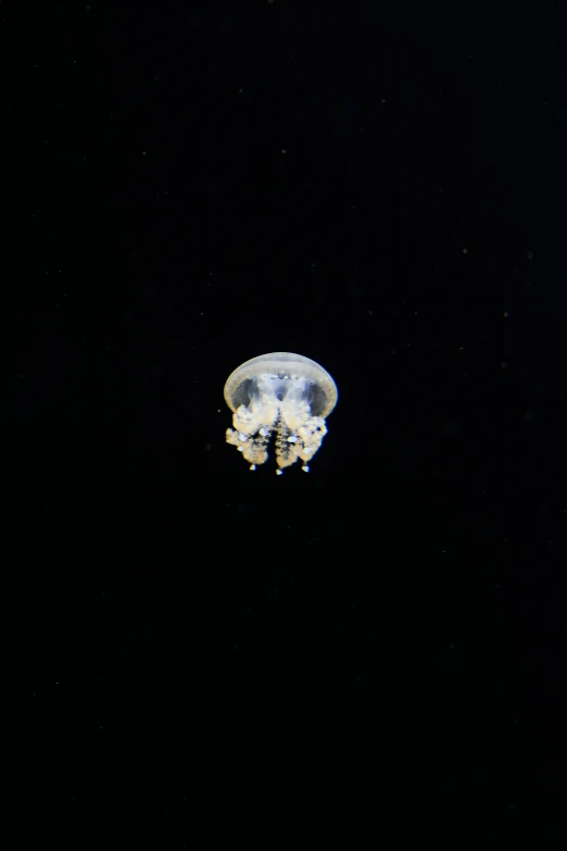 a jellyfish floating in the ocean at night