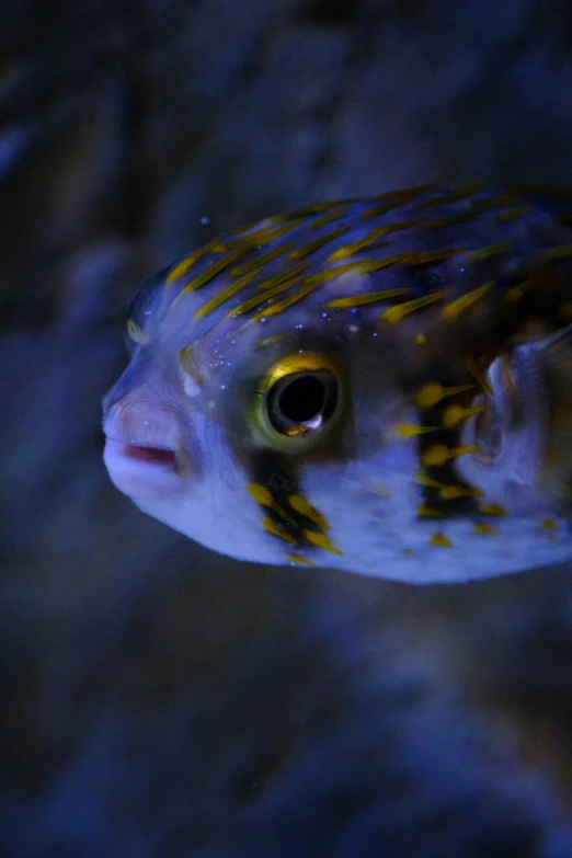 a close up of a fish in an aquarium