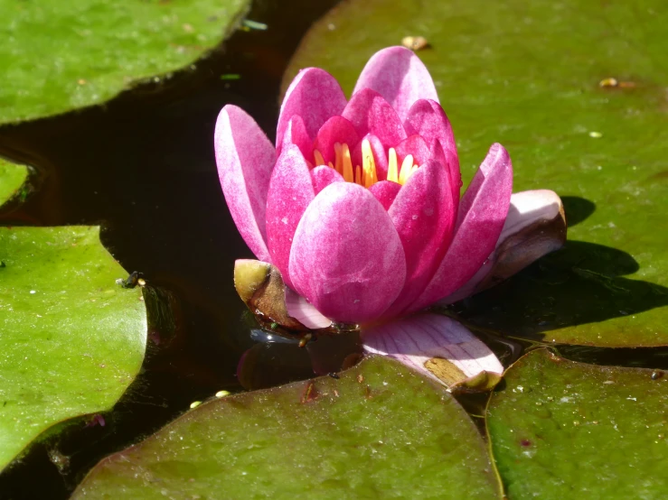 close up of a pink lotus flower with green leaves in the background
