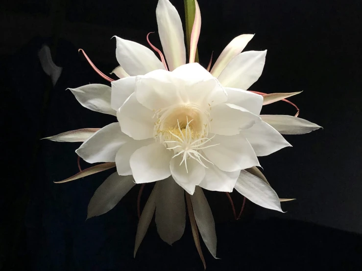 a white flower with red stamen is shown against a dark background