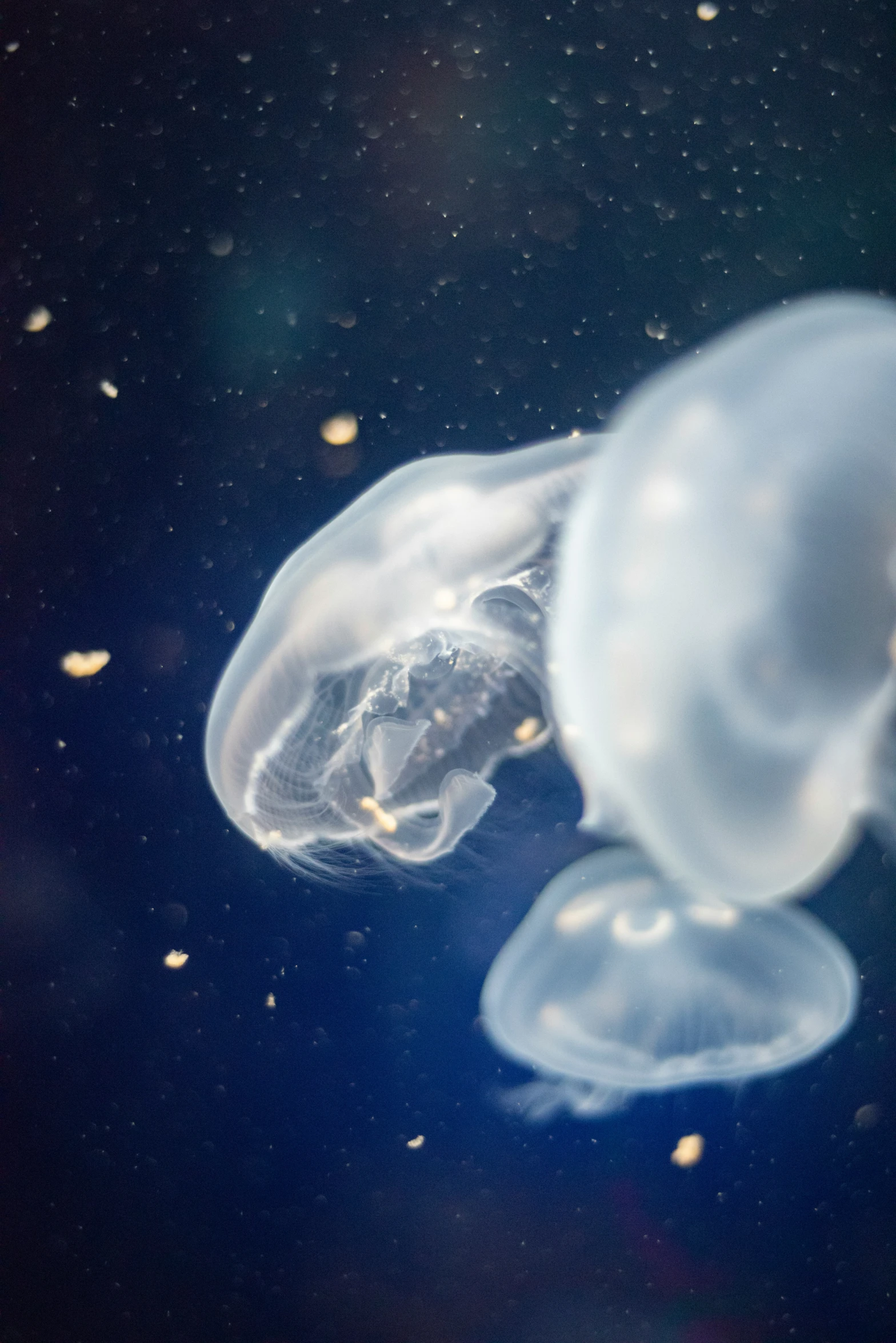 two jellyfish swim inside of a black water pool