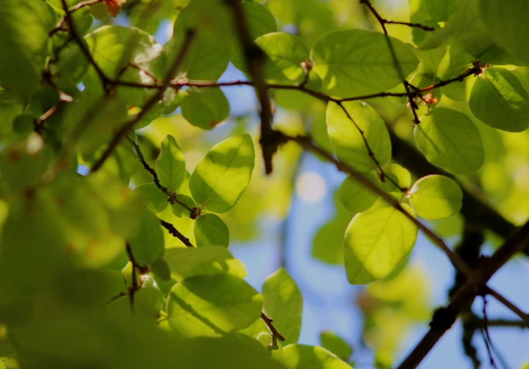 a nch that is growing through some leaves