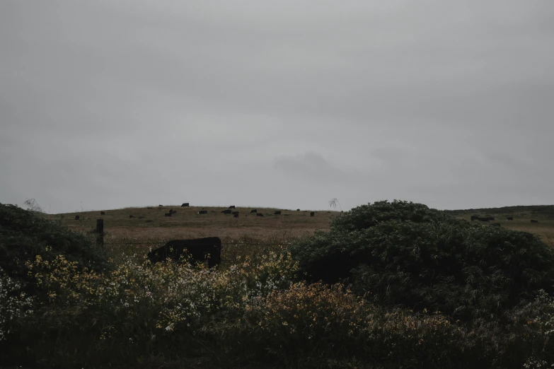 a black cow grazing in a field on a cloudy day