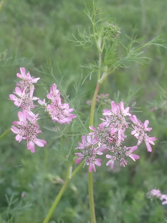 this is a po of some flowers growing in the field