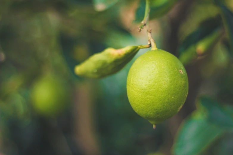 there is an orange on the tree and is very green