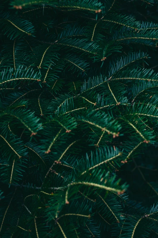 the top view of a pine tree that is green