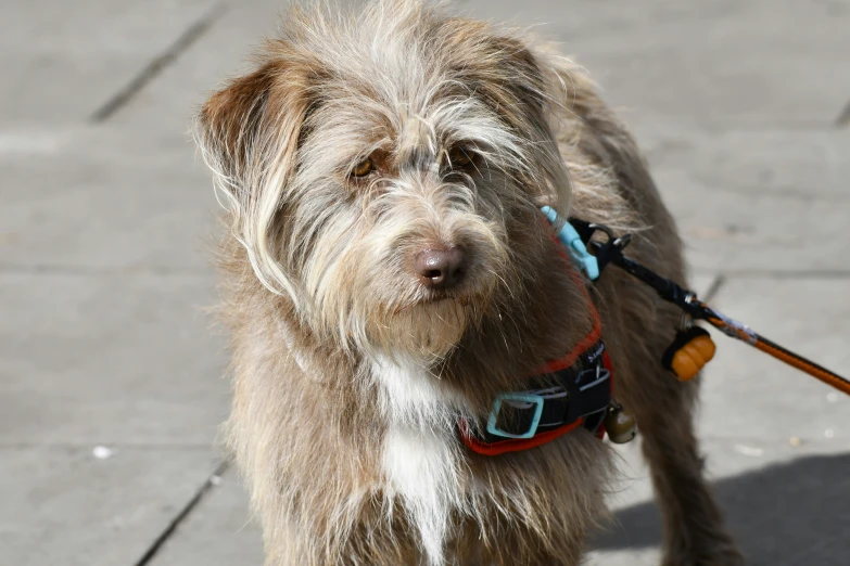 a furry dog on a leash with soing green around its neck