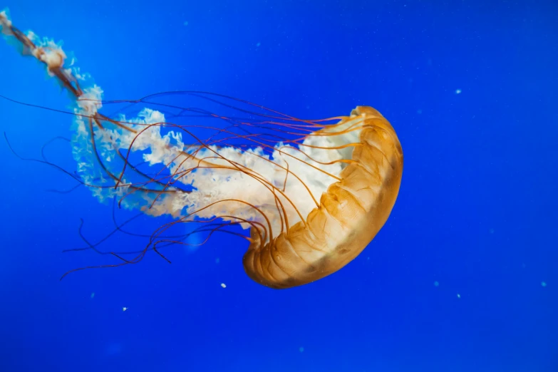 a white jellyfish with blue, red, and yellow streaks