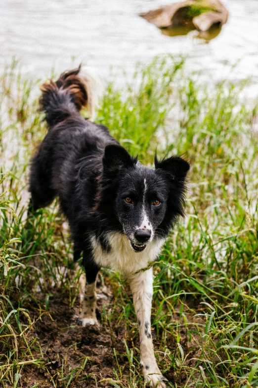 the black and white dog is walking on some grass