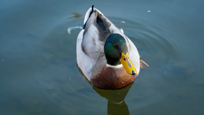 a mallard swims with its beak submerged in the water