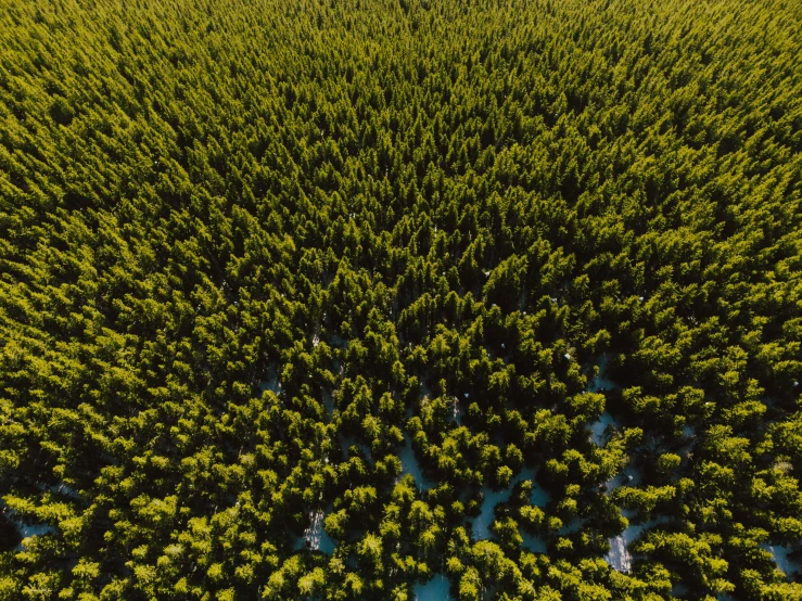 an aerial view of a large field with many trees