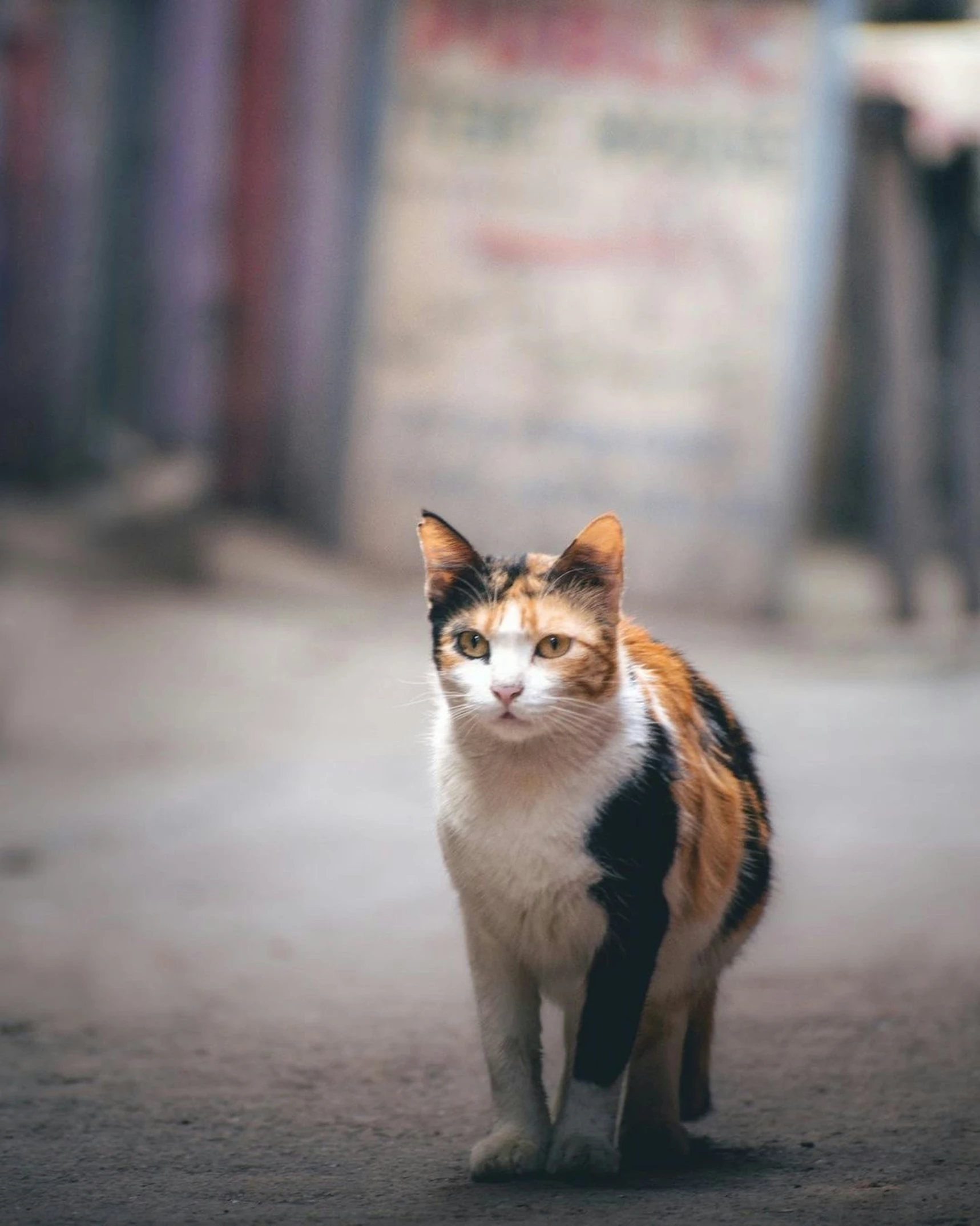 a close up of a cat on a dirt ground