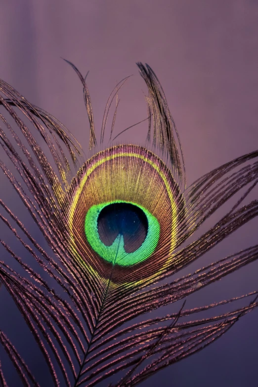 a peacock's eye sitting on top of a feather