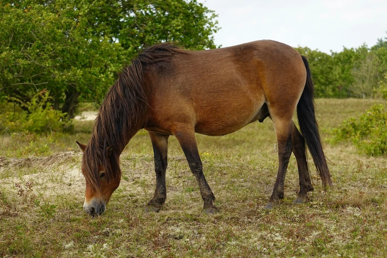 a brown horse standing on top of a grass covered field