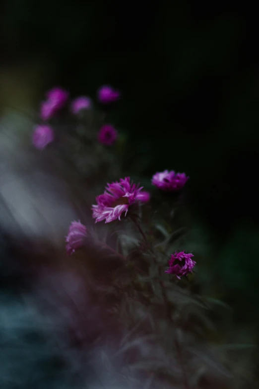 an abstract picture of pink flowers in the dark