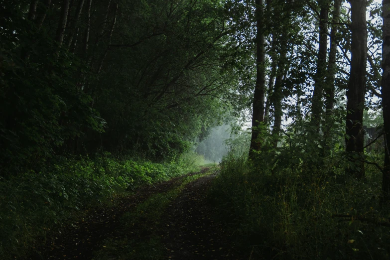 a tree lined road that is going through the woods