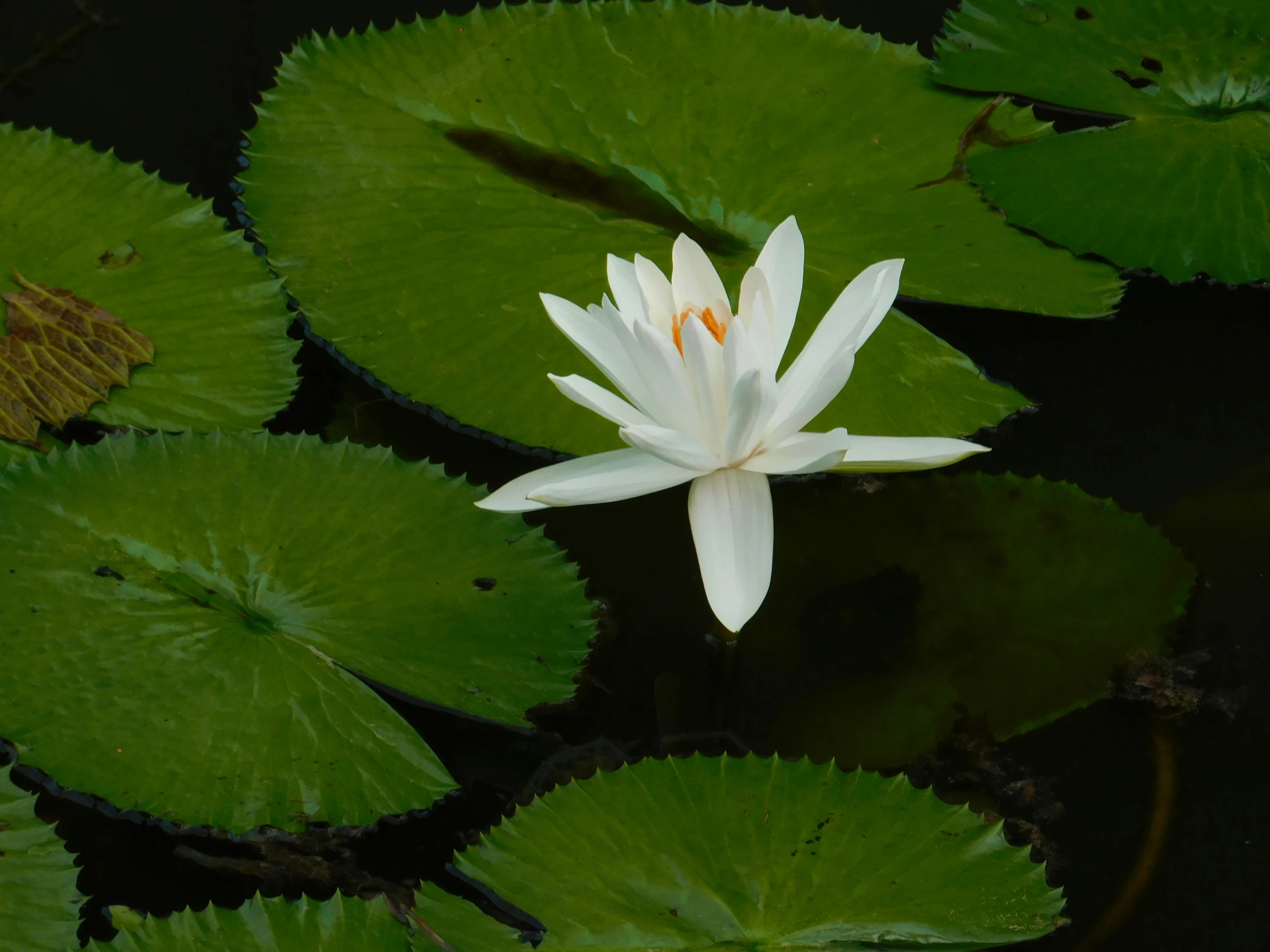 a white lotus is in a pond full of green leaves