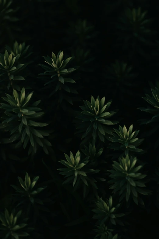 green leaves against black background with white border