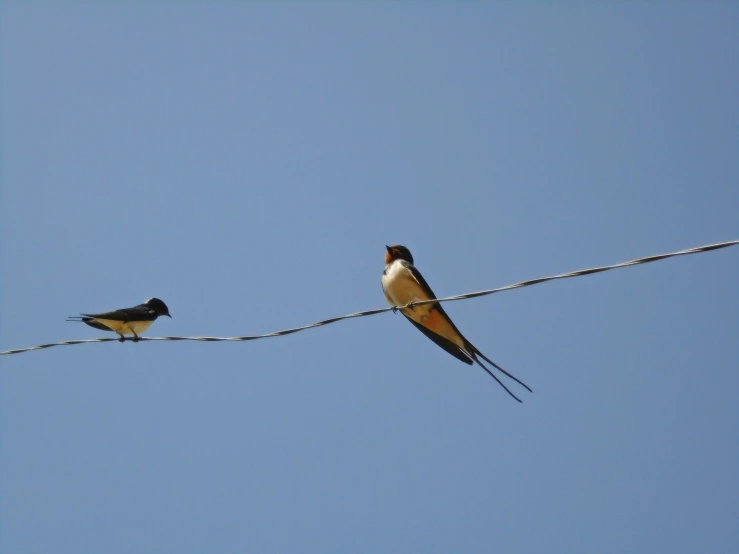 two small birds are sitting on some wire
