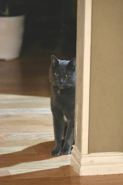 a gray cat with yellow eyes peering out of an opening in a wall