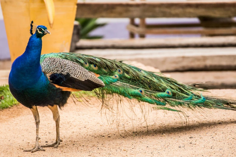 a peacock is standing on the ground with his tail fanned