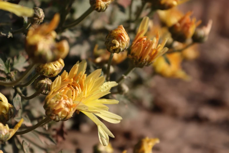 a closeup s of flowers that have been blooming