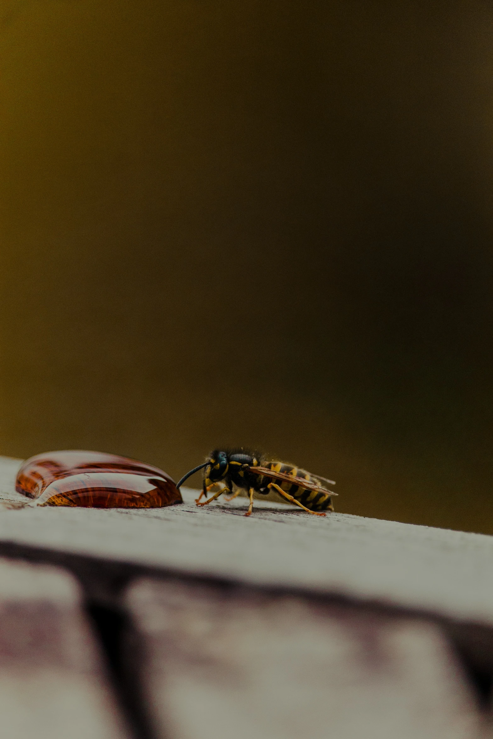 a black and yellow insect on the ground near a red object