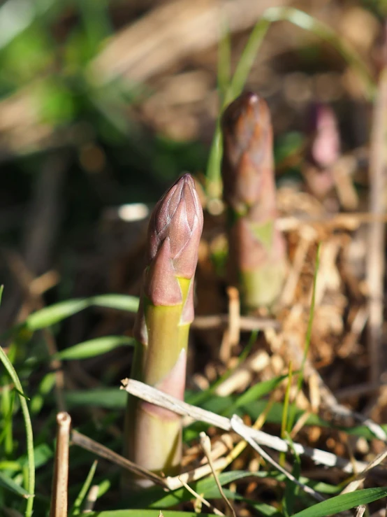 a close - up of an outcroppe of plants in the woods