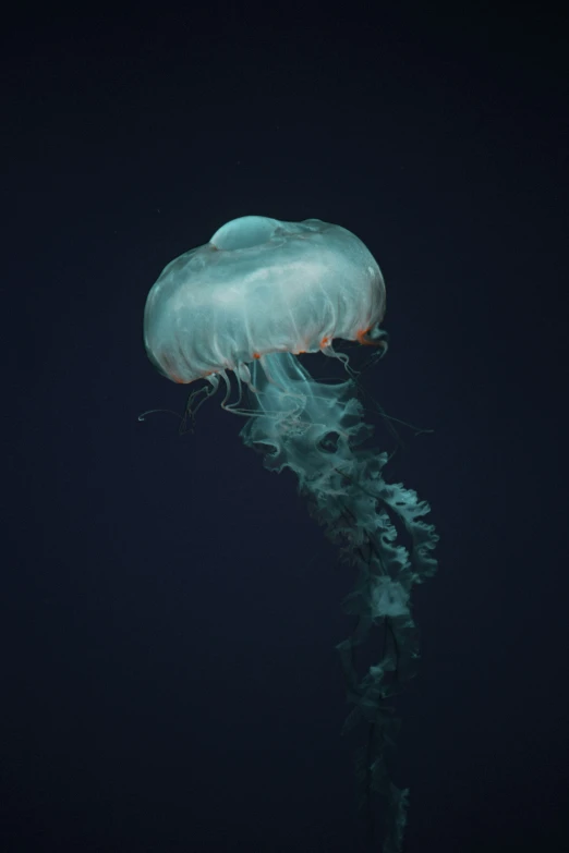 a jellyfish with long tentacles floating into the dark ocean